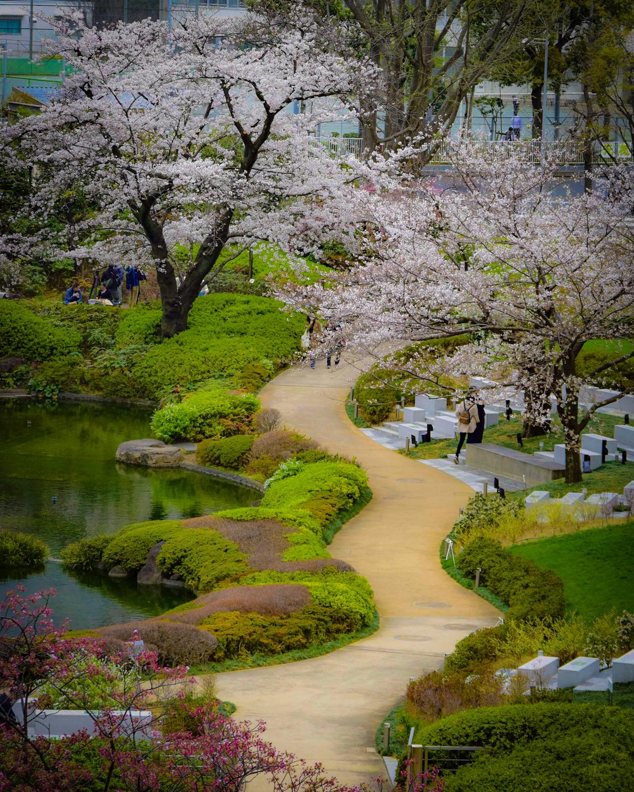 桜の名所 東京都 六本木ヒルズ毛利庭園 Jptravelerspicが投稿したフォトブック Sharee