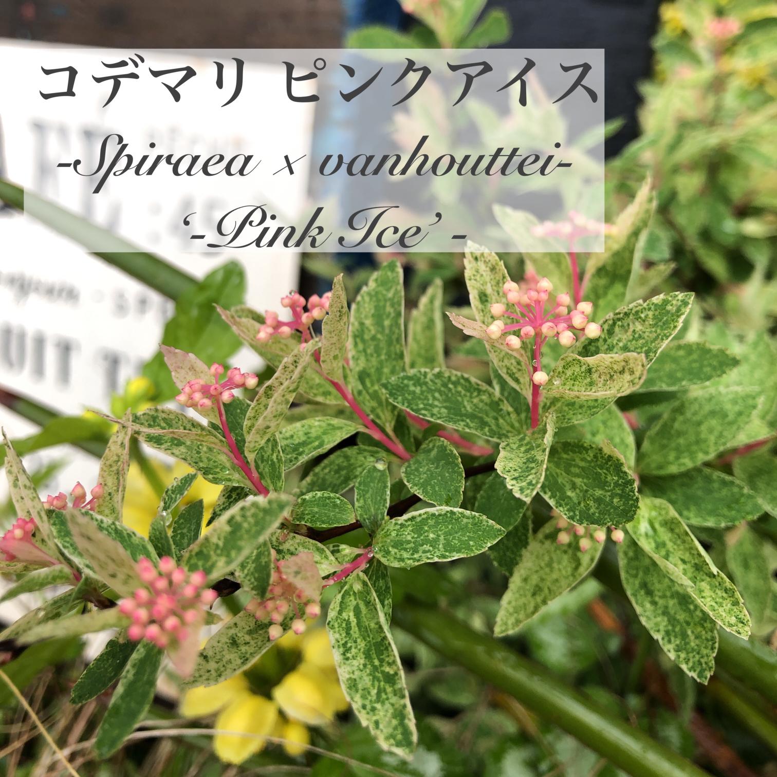 ピンクのツボミが可愛い コデマリ ピンクアイス M Gardenが投稿したフォトブック Sharee