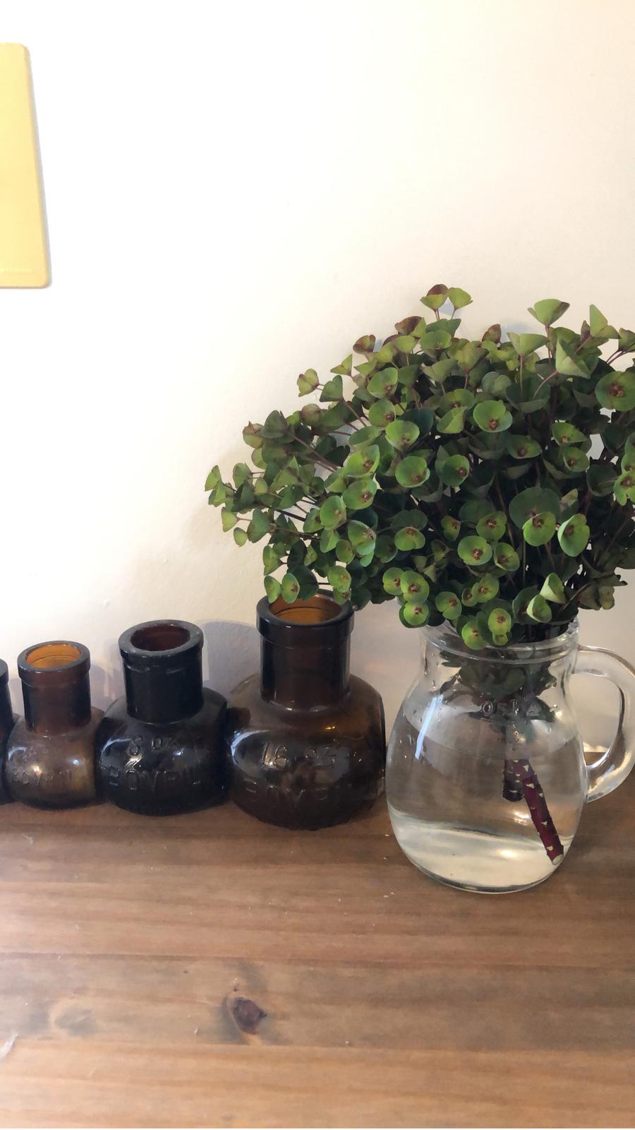 お気に入り きもカワイイ ユーフォルビアブラックバード M Gardenが投稿したフォトブック Sharee