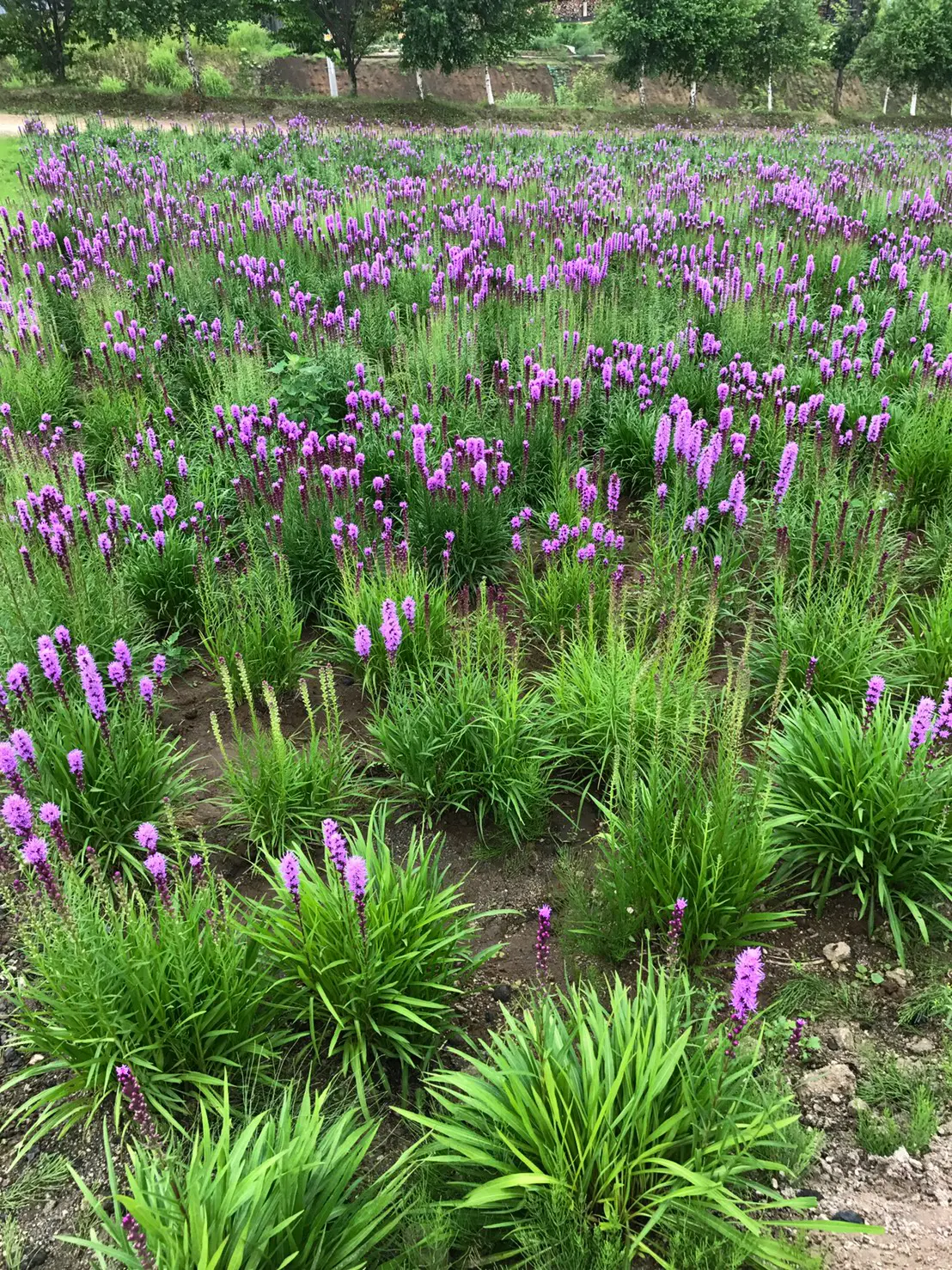 アルパカと花に癒される四季彩の丘 Nanohaが投稿したフォトブック Lemon8