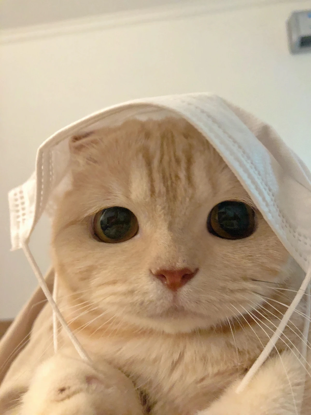 愛猫が溶けるマッサージ術 由希乃が投稿したフォトブック Lemon8