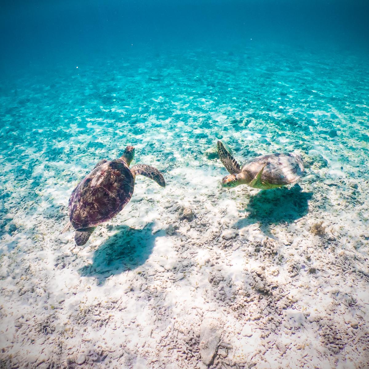 沖縄 座間味島のウミガメに逢えるビーチ 阿真ビーチ 沖縄観光おきりっぷokiripが投稿したフォトブック Sharee