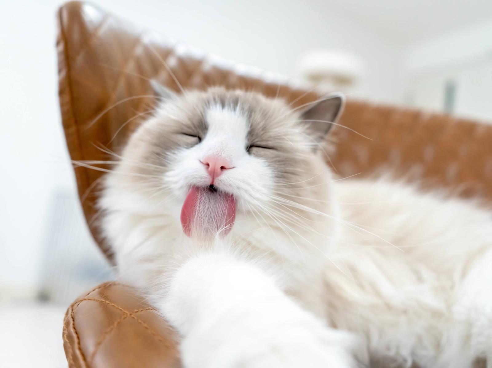 Iphoneでも簡単 愛猫 愛犬のおもしろかわいい写真の撮り方 犬猫と暮らす のえるパルフェが投稿したフォトブック Lemon8