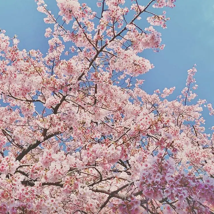 東京で知っておきたい！花見が楽しめる桜の名所3選の画像