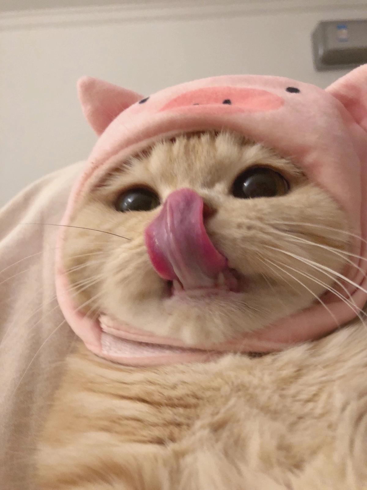 猫ちゃんは綺麗好き 由希乃が投稿したフォトブック Lemon8