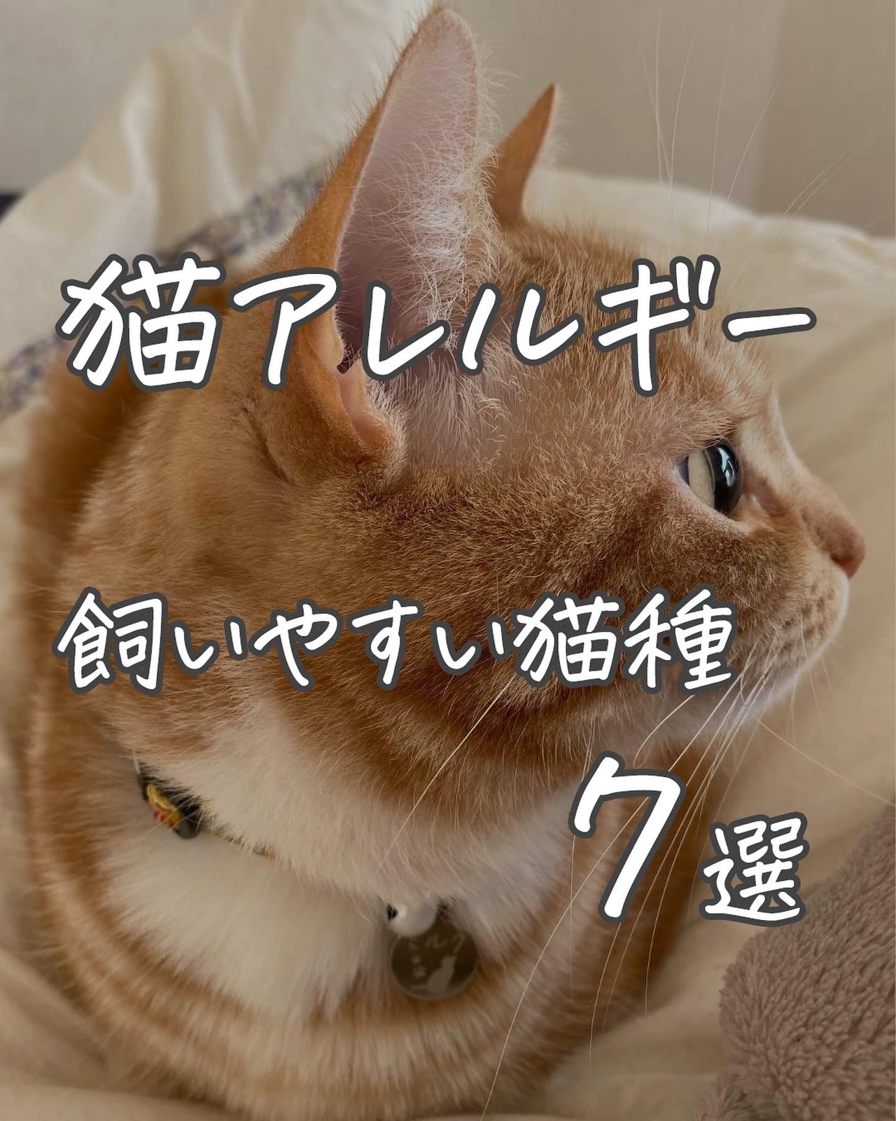 猫アレルギーでも飼いやすい猫種7選 ねこぞー 猫のお役立ち情報が投稿したフォトブック Lemon8