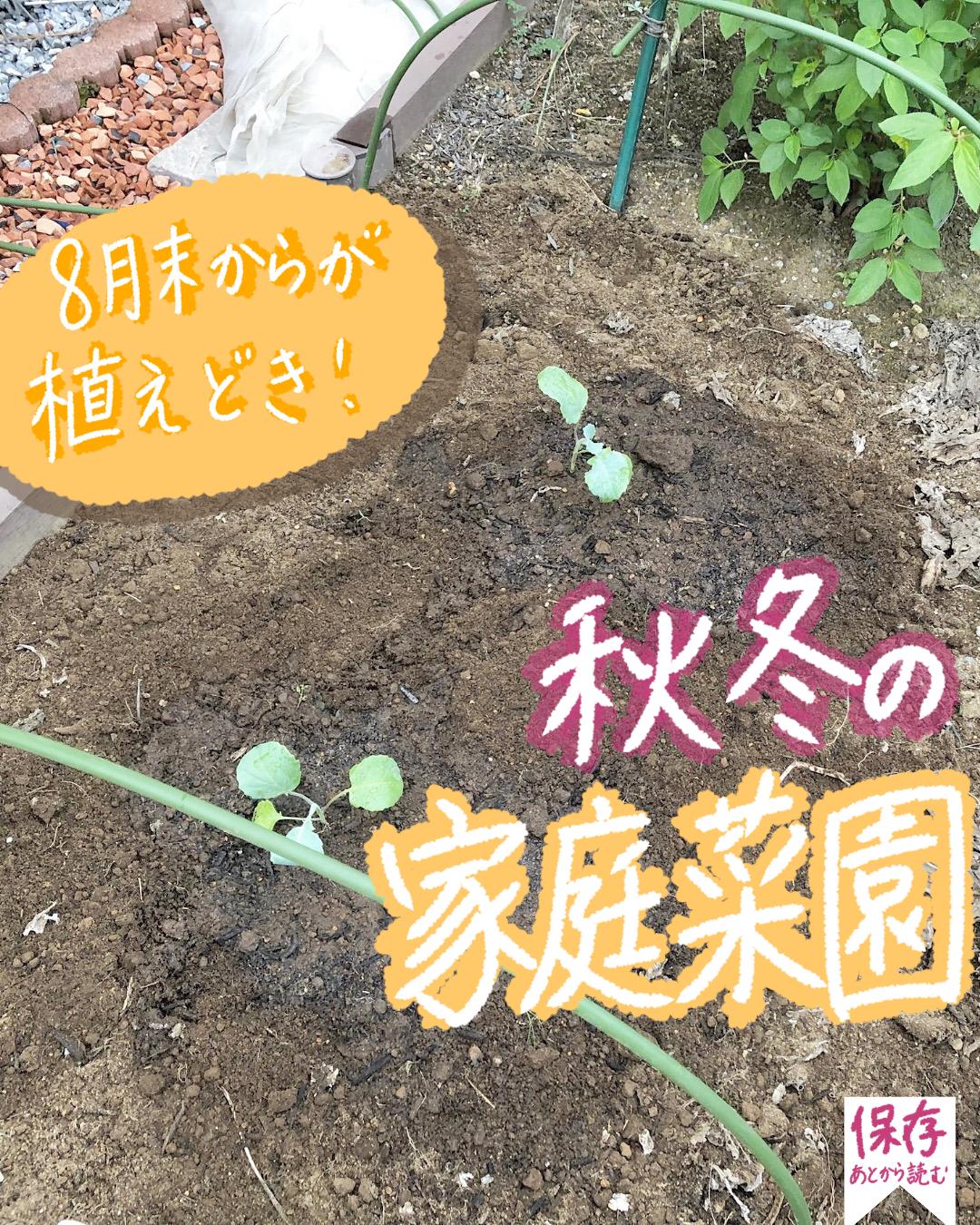 家庭菜園 8月末が植え時 秋冬野菜 みゆき ガーデニングと家庭菜園が投稿したフォトブック Sharee