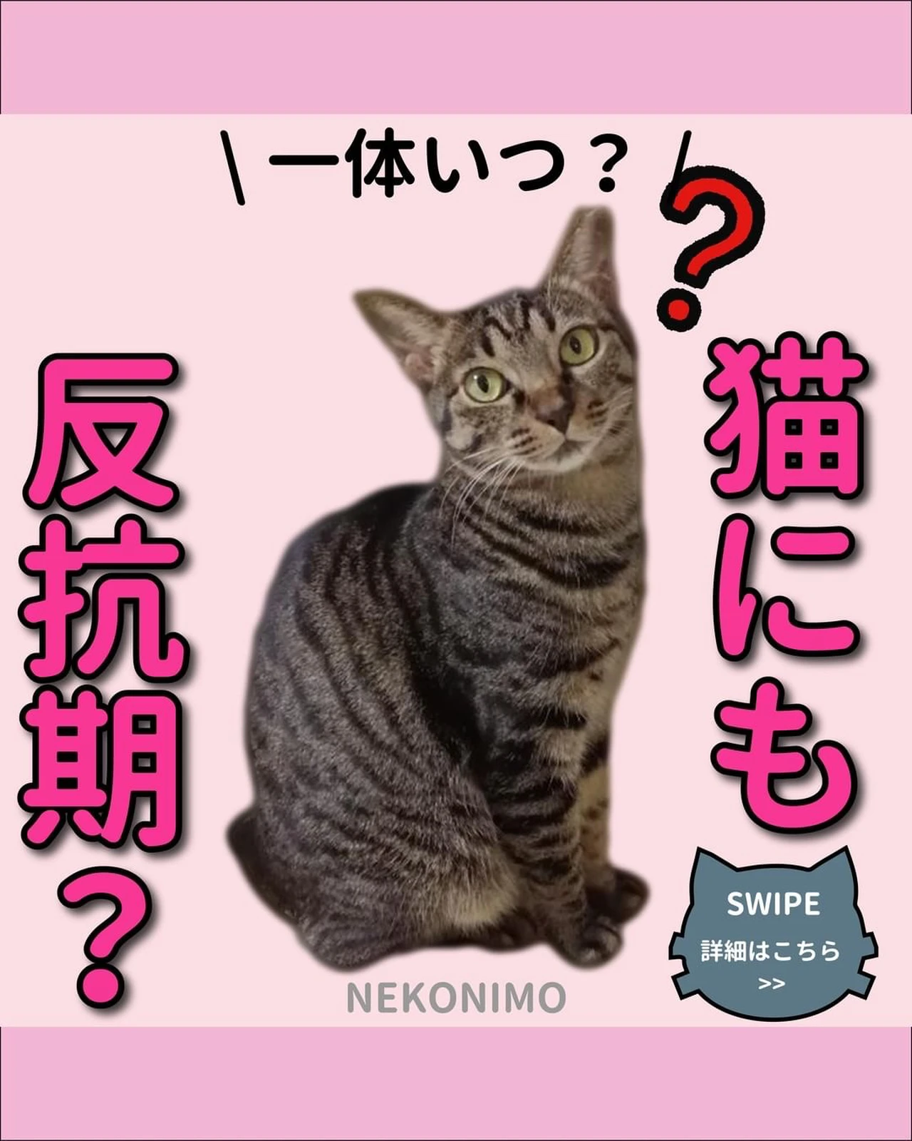 猫の反抗期徹底解説 ねこにも 愛猫情報発信中が投稿したフォトブック Lemon8