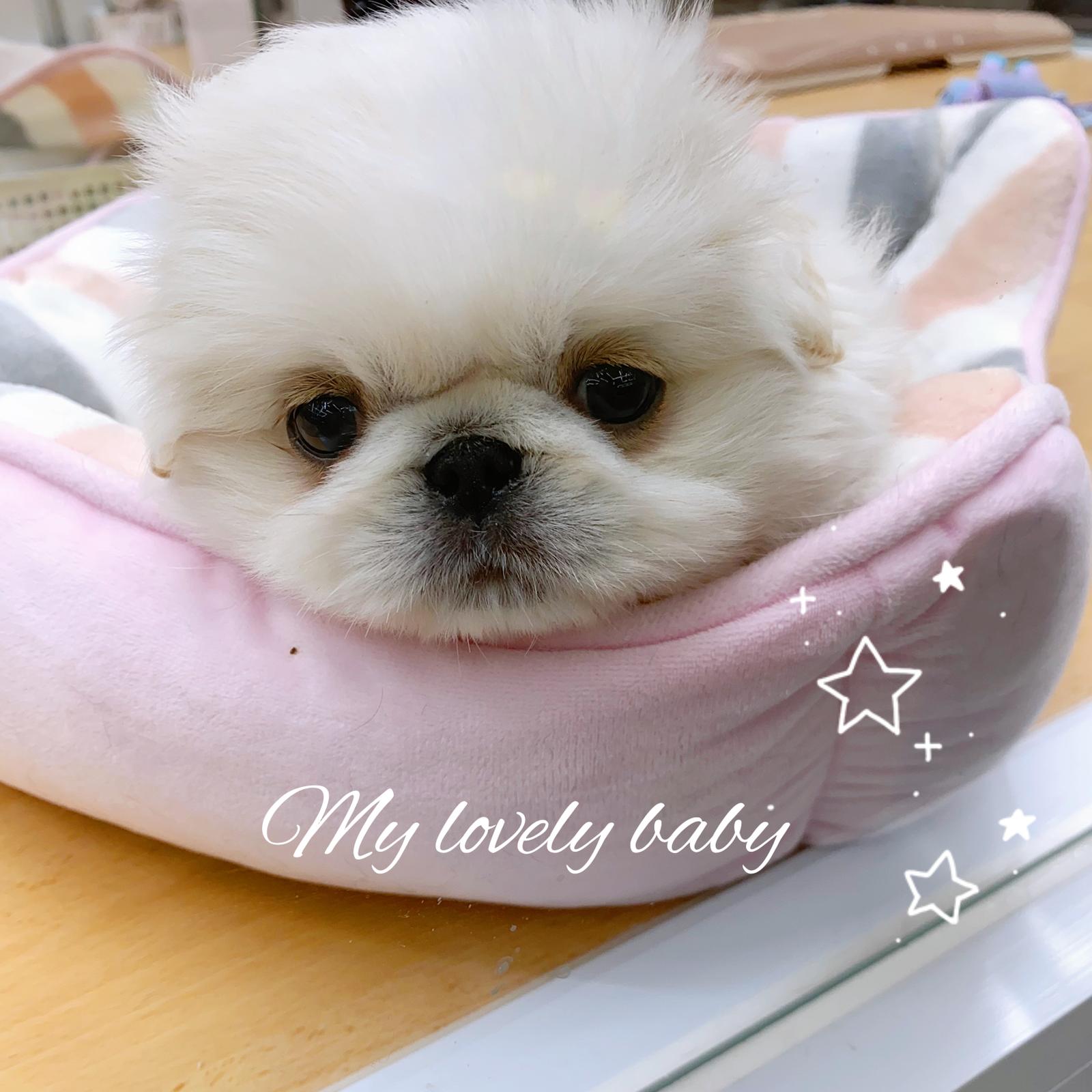 ペキニーズのあかちゃんはんぺん ペキニーズのはんぺんが投稿したフォトブック Lemon8