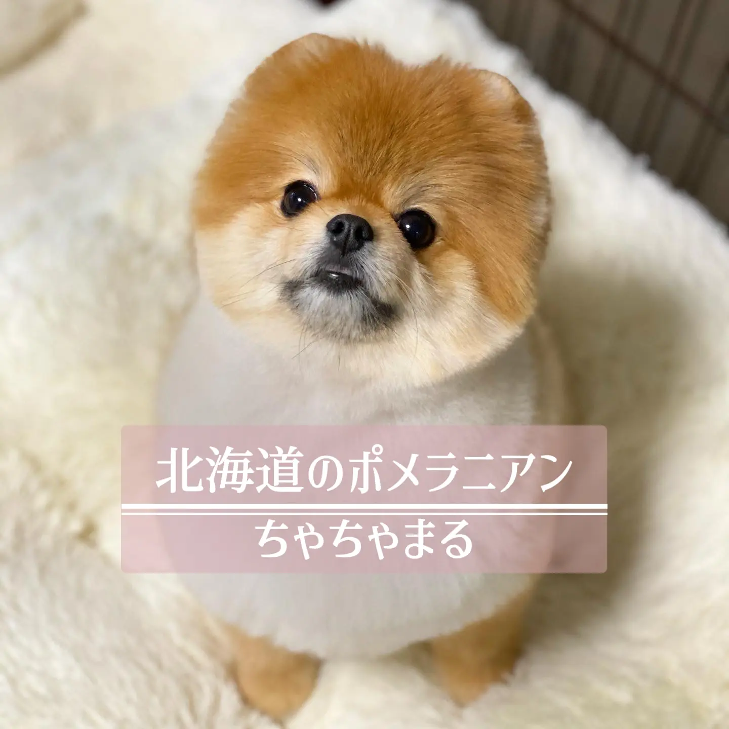 はじめまして ちゃちゃまるです 北海道のポメちゃちゃまるが投稿したフォトブック Lemon8
