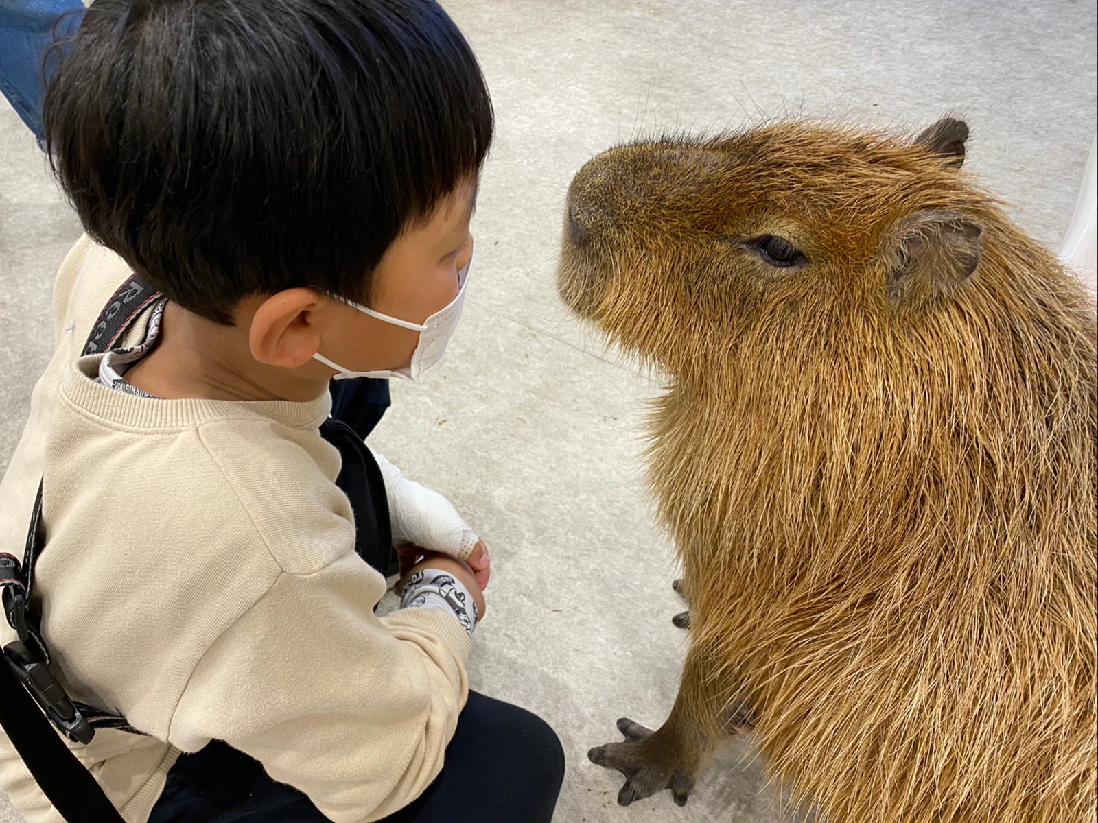 近い 顔近いな 慣れてるカピバラ 可愛いなぁ Happa Taiが投稿したフォトブック Lemon8