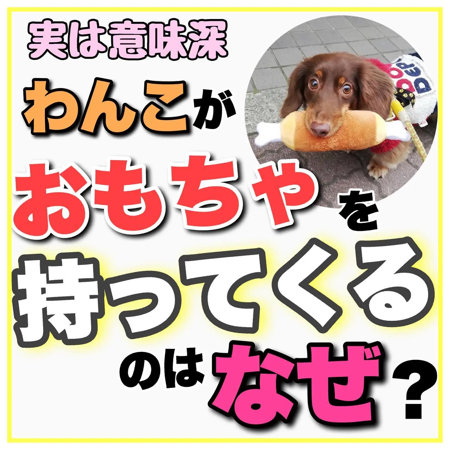 わんこがおもちゃを持ってくるのには意味がある Teddyわんこメディアが投稿したフォトブック Lemon8