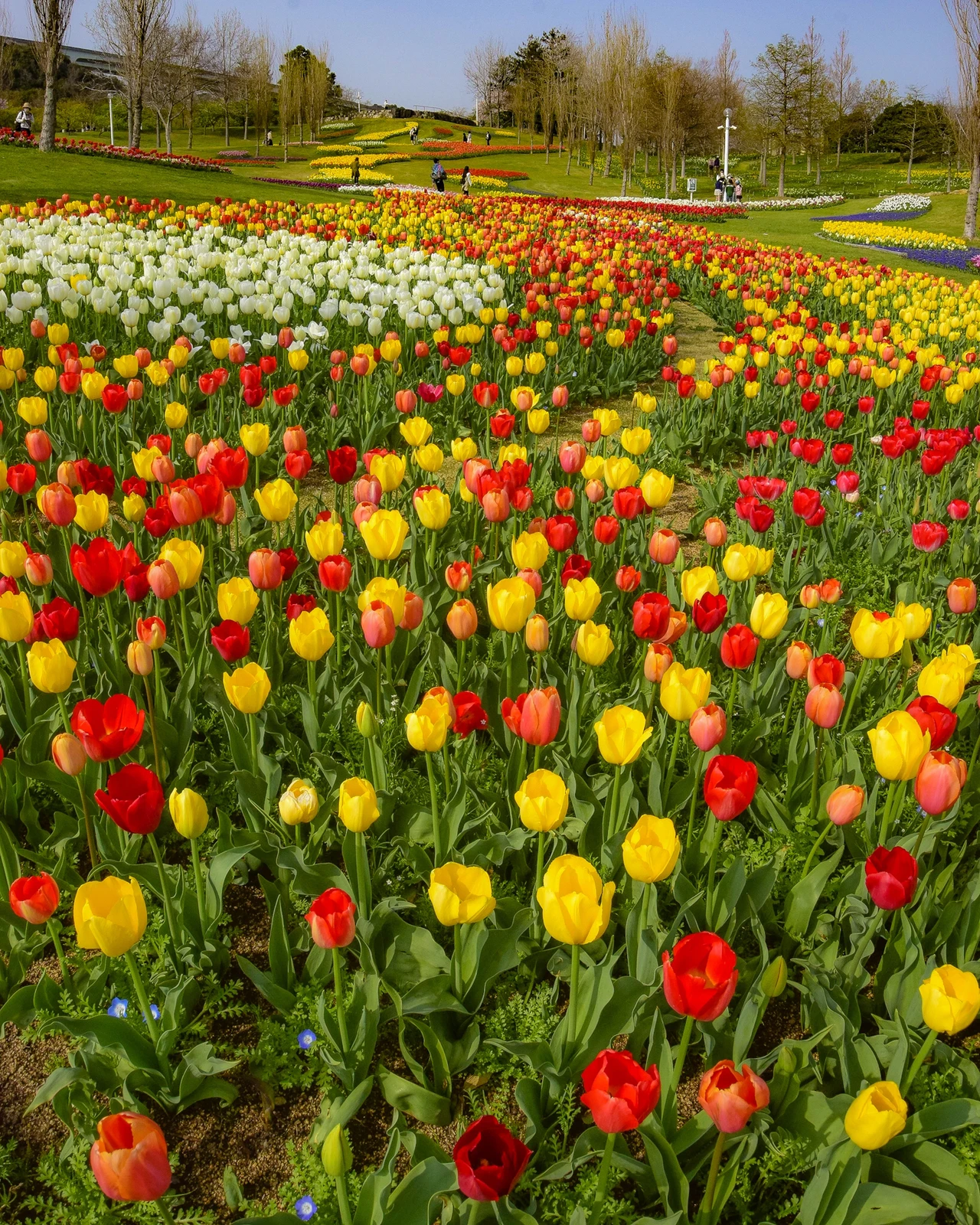 兵庫県 関西のチューリップはここも見逃せない 国営淡路海峡公園 Jptravelerspicが投稿したフォトブック Lemon8