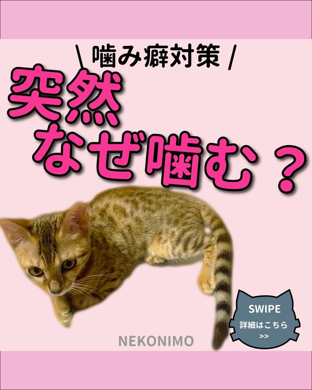 猫が突然噛み付く理由 ねこにも 愛猫情報発信中が投稿したフォトブック Lemon8