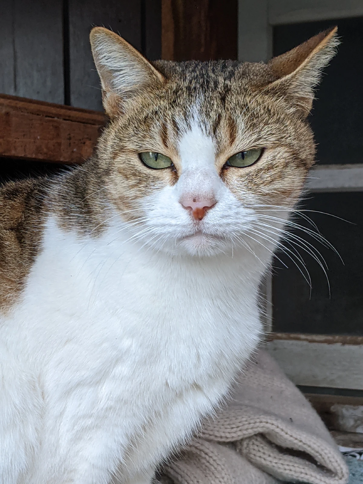 最近のタマの様子です 志方雅一が投稿したフォトブック Lemon8