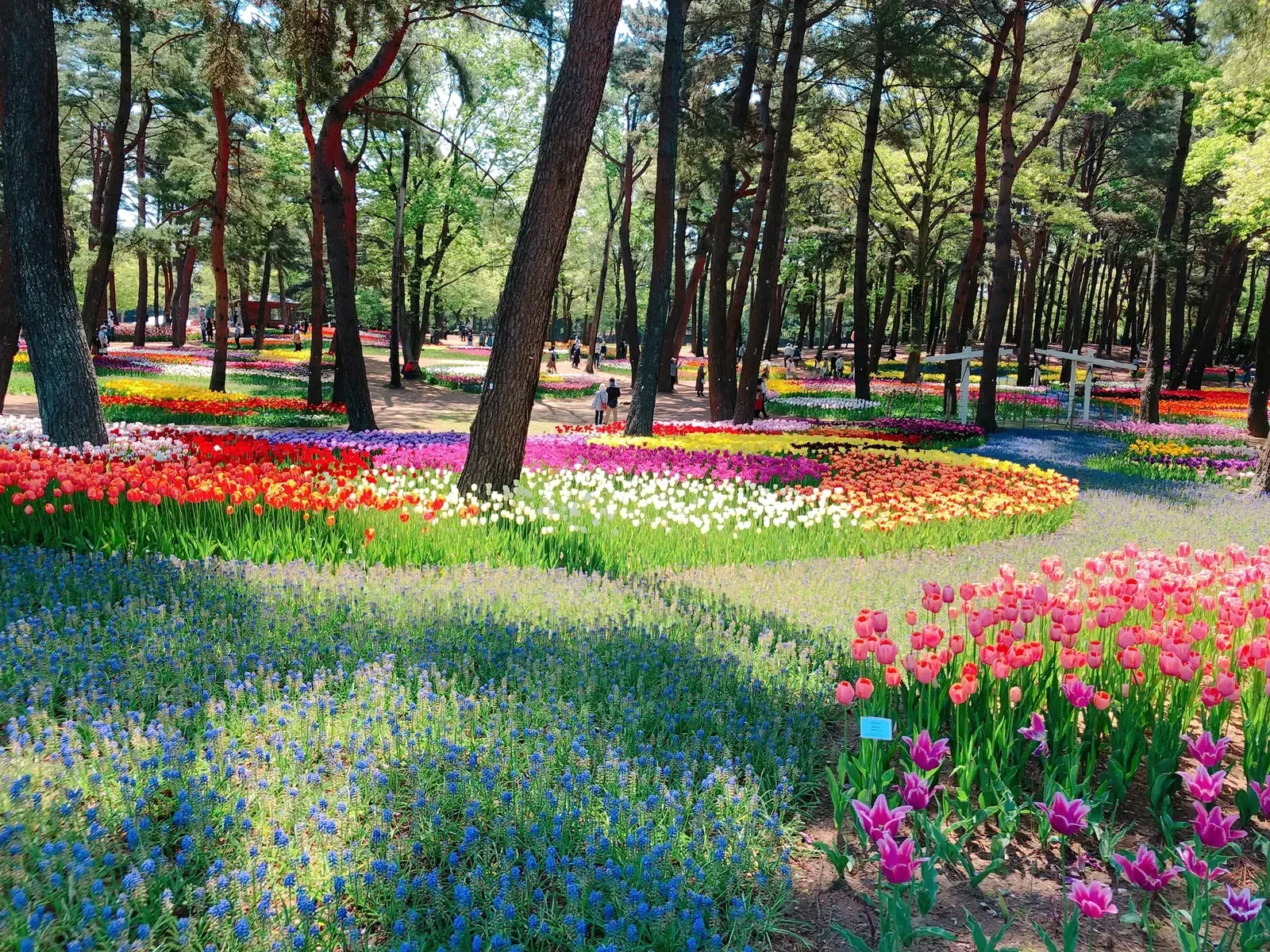 お花畑 Nakikoが投稿したフォトブック Lemon8