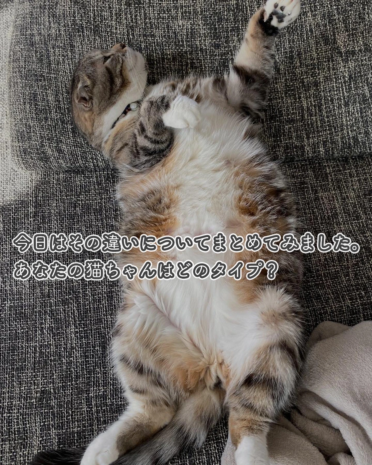 鳴く猫と鳴かない猫の違いは何 ねこぞー 猫のお役立ち情報が投稿したフォトブック Lemon8