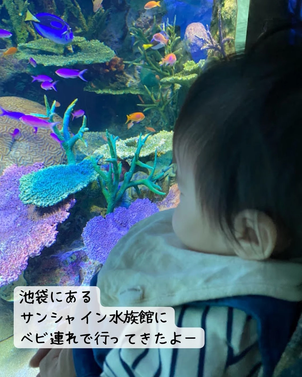 東京 サンシャイン水族館！ | マツシマ_旅好き夫婦が投稿したフォトブック | Lemon8