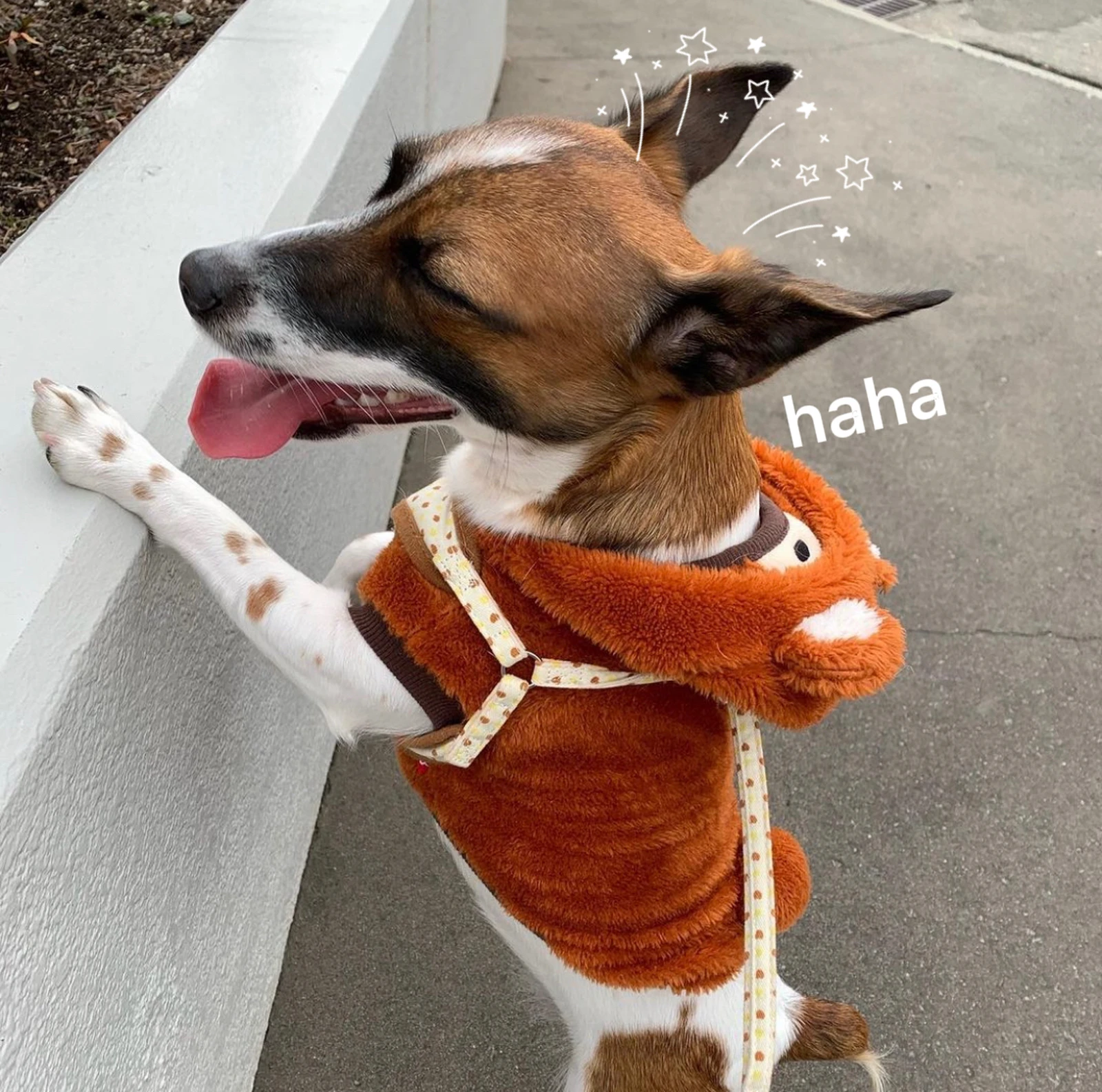 どうも ぴちぴちの服着た犬です Karin が投稿したフォトブック Lemon8 どうも ぴちぴちの服着た犬です Karin が投稿したフォトブック Lemon8