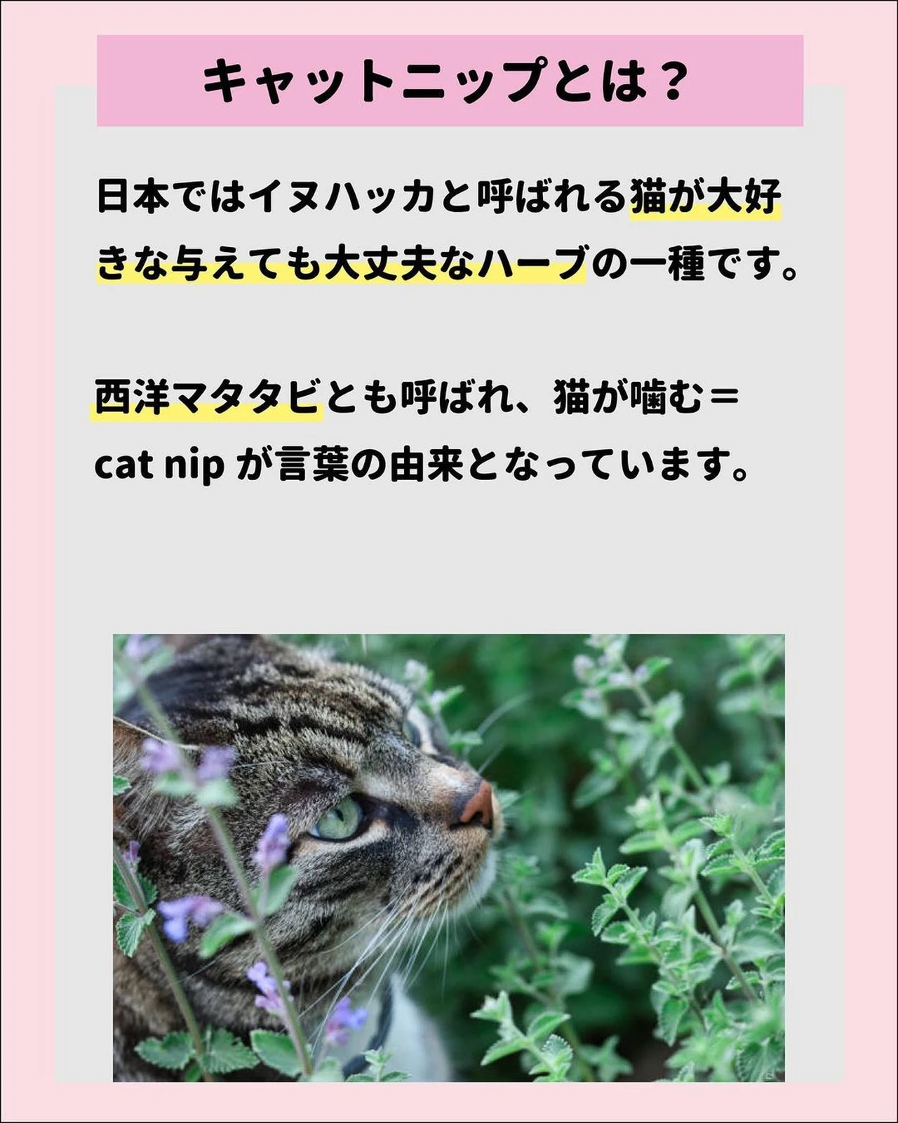 ねこ好き Lemon8