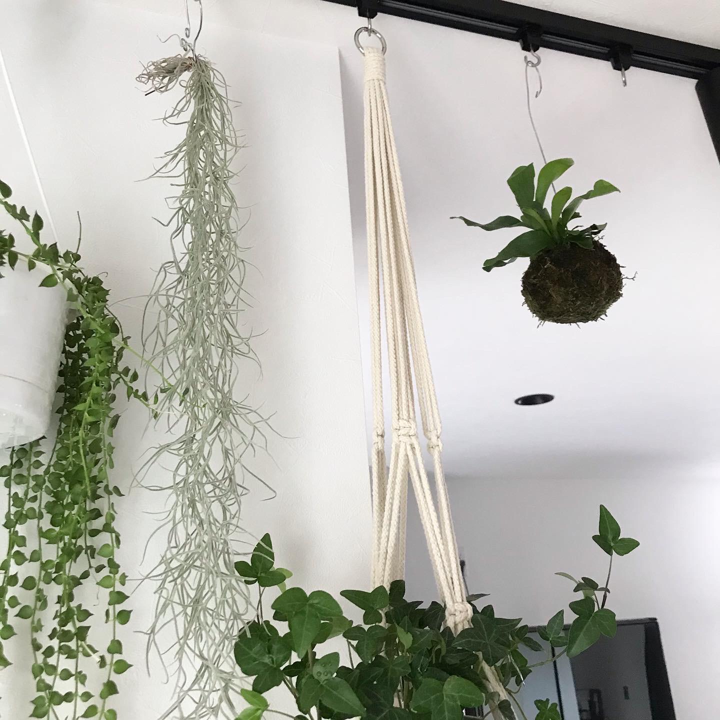 コウモリラン苔玉 Moko Homeが投稿したフォトブック Lemon8