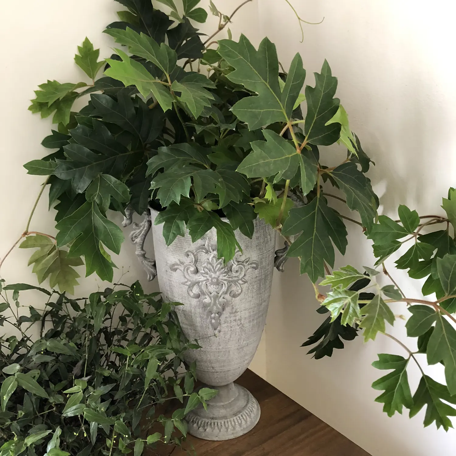 つる性が魅力 エレンダニカ M Gardenが投稿したフォトブック Lemon8