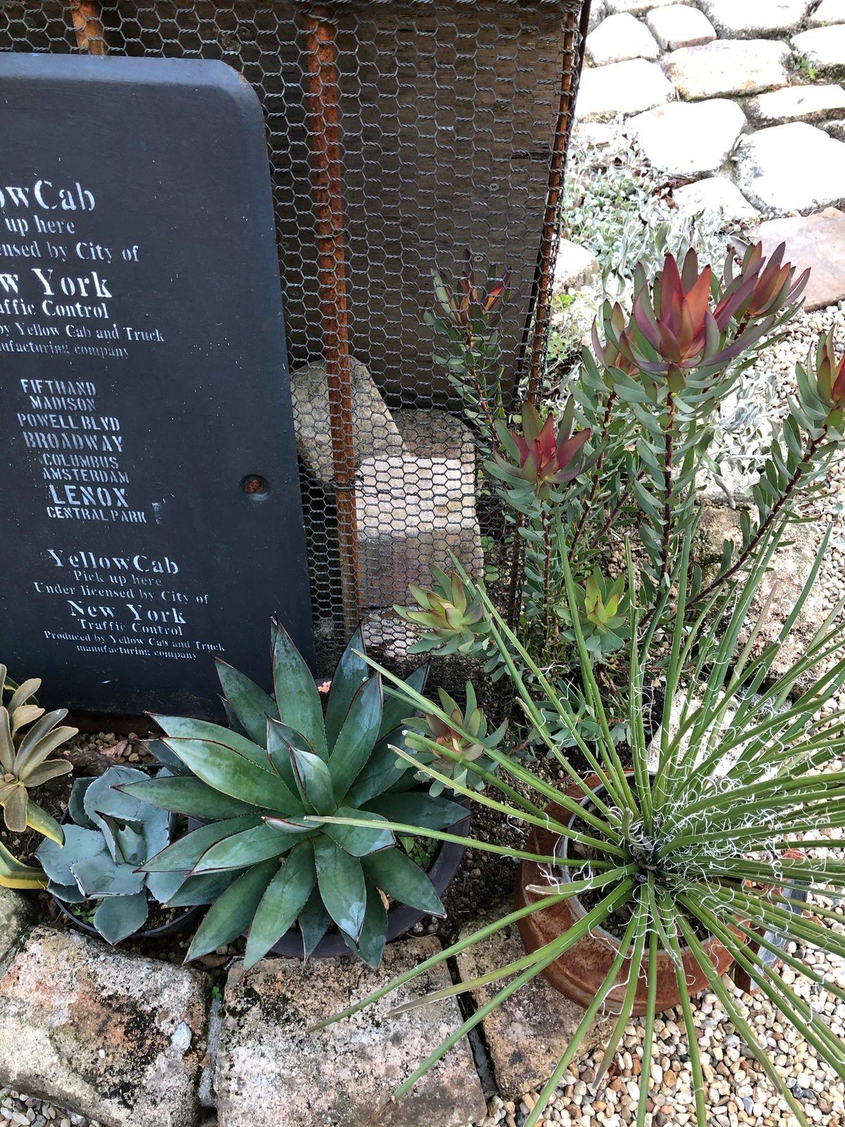 クモマグサ 和にも洋にも似合うお花 M Gardenが投稿したフォトブック Lemon8