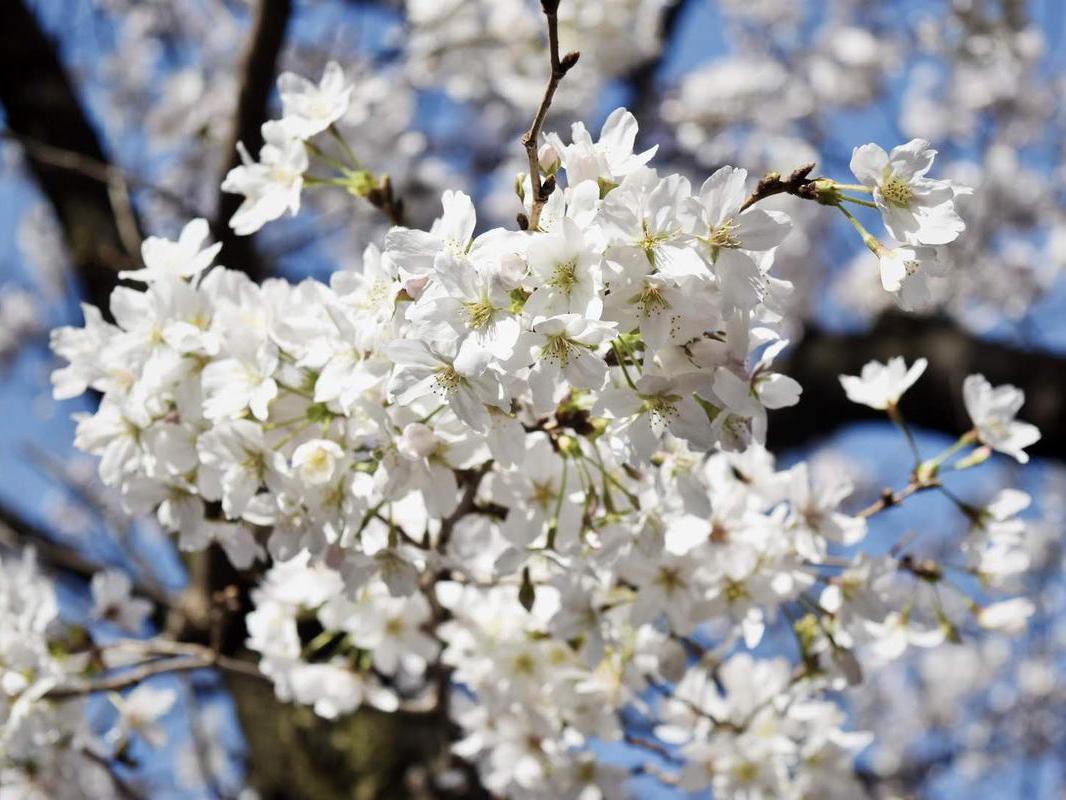 東京にある花の名所で春から初夏へ季節の移り変わりを感じよう Yukkiが投稿した記事 Sharee