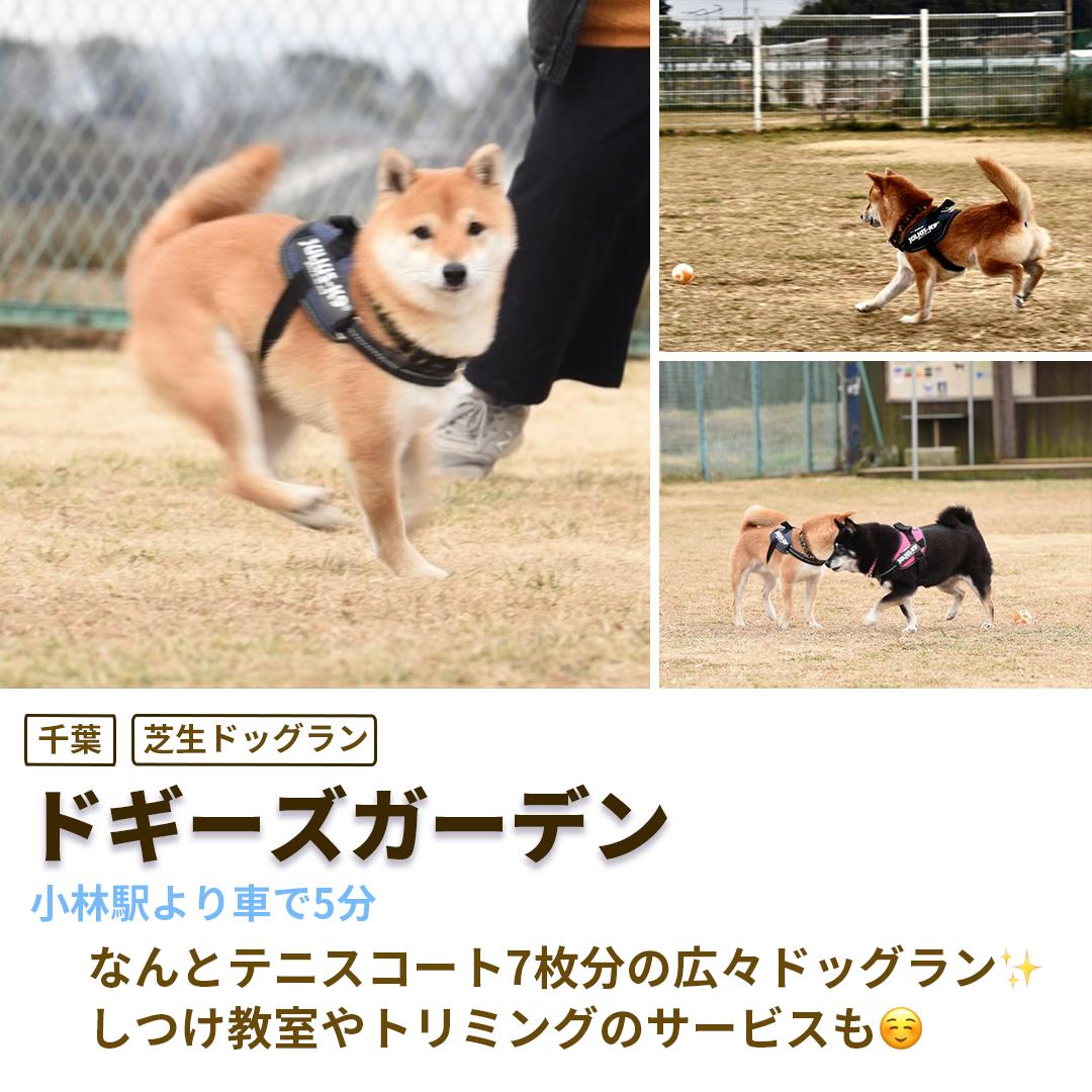 関東地方のドッグランまとめ Petcy Officialが投稿したフォトブック Sharee