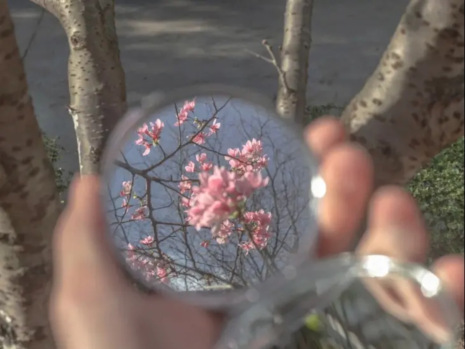 Lemon8 Story การโพสท าถ ายร ป