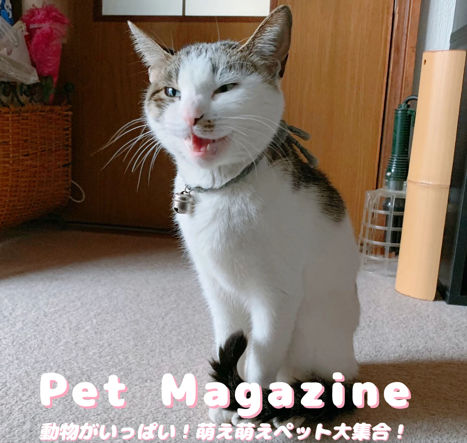 猫は笑うのだよ Nobuhisa 0070が投稿したフォトブック Lemon8