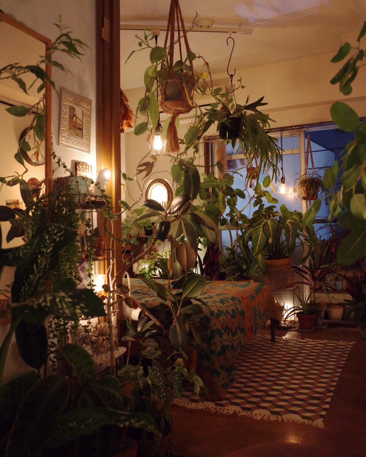 インテリア映えする植物の飾り方 ビカクシダ Shinpeiが投稿した記事 Sharee