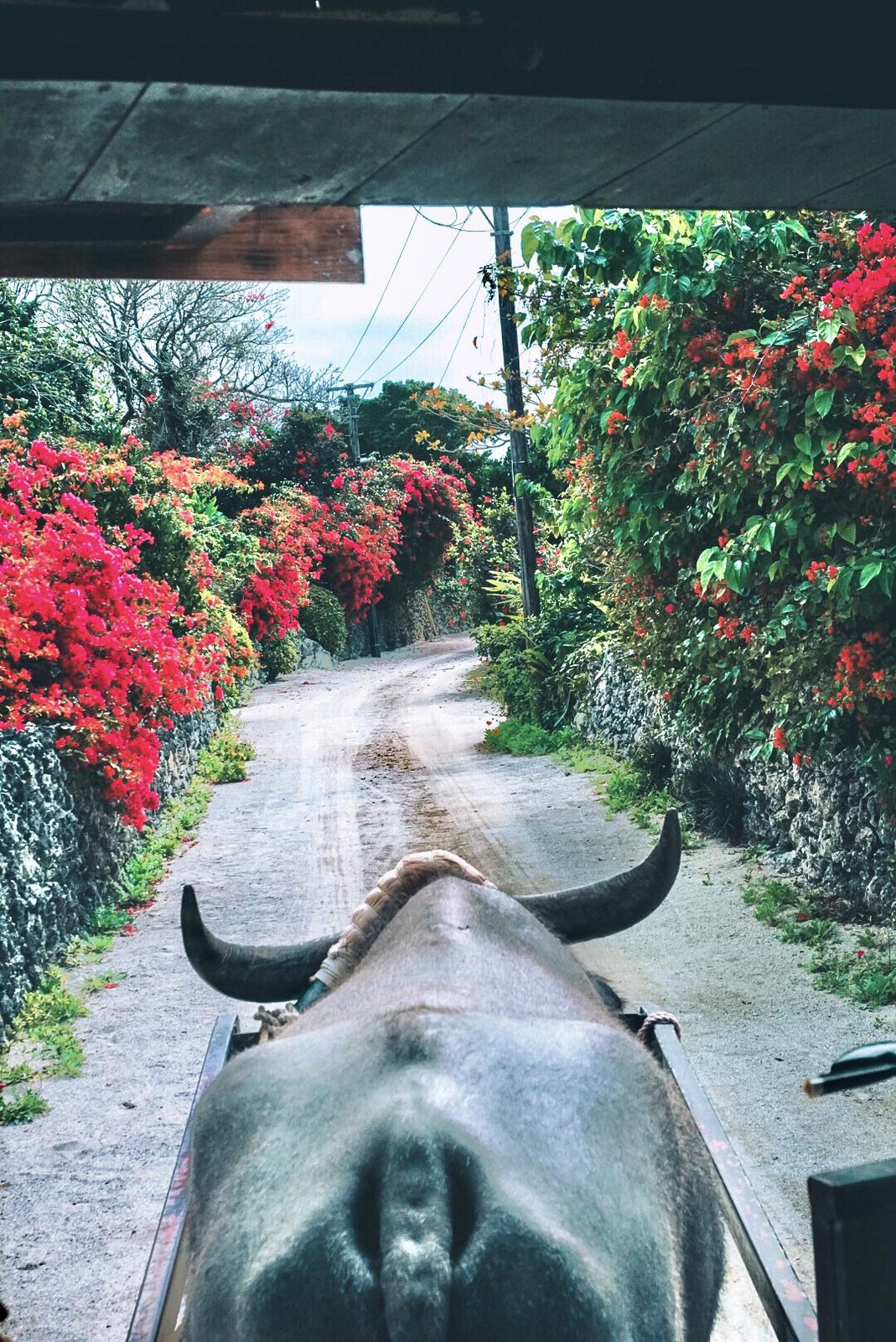 沖縄 乗るだけじゃない 竹富島の水牛車の楽しみ方 Miki Travelerが投稿したフォトブック Sharee