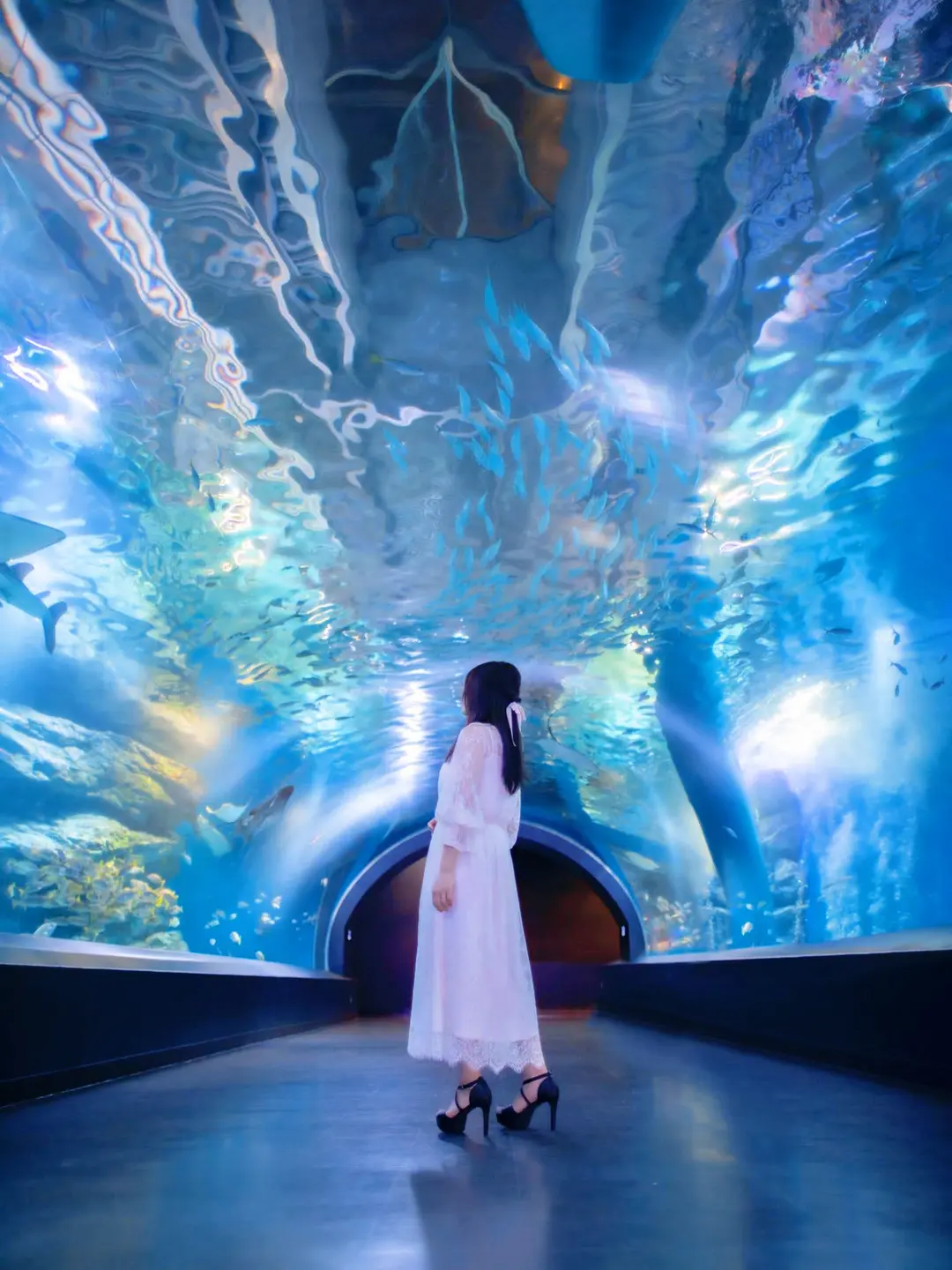 【瞬きを忘れるほどの美しさ】アクアパーク品川の海中トンネルの画像