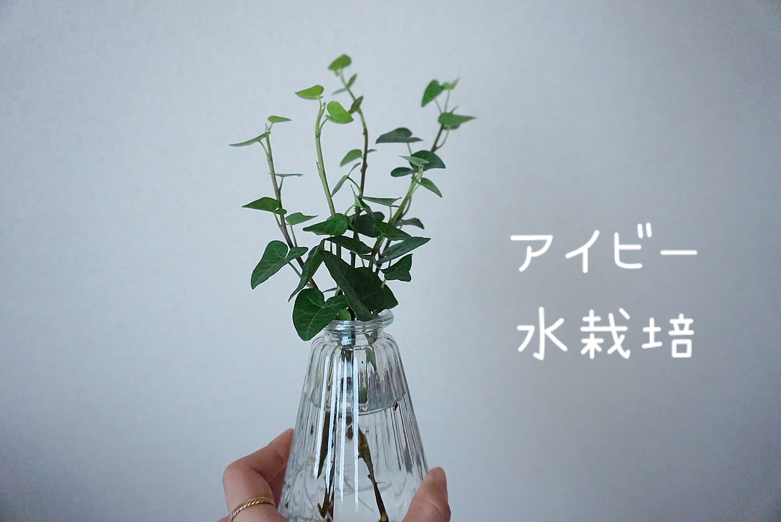 伸び切ったら アイビーを水栽培 Mayuが投稿したフォトブック Lemon8