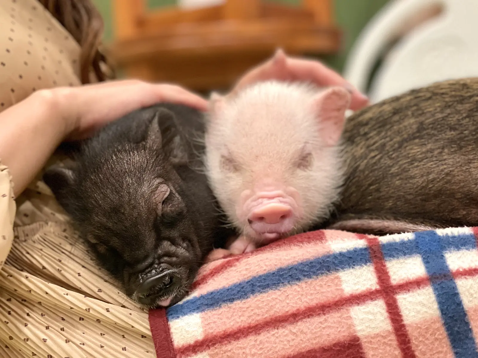 原宿 日本初 人懐っこいマイクロブタと触れ合える癒しのカフェ おやさい カフェ巡りが投稿したフォトブック Lemon8 原宿 日本初 人懐っこいマイクロブタと触れ合える癒しのカフェ おやさい カフェ巡りが投稿したフォトブック Lemon8