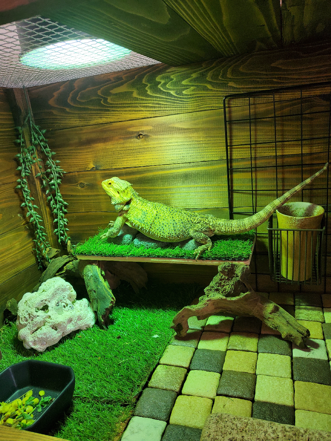 フトアゴヒゲトカゲのおもちさん ケージにいるのは爬虫類が苦手 しもだようこが投稿したフォトブック Lemon8