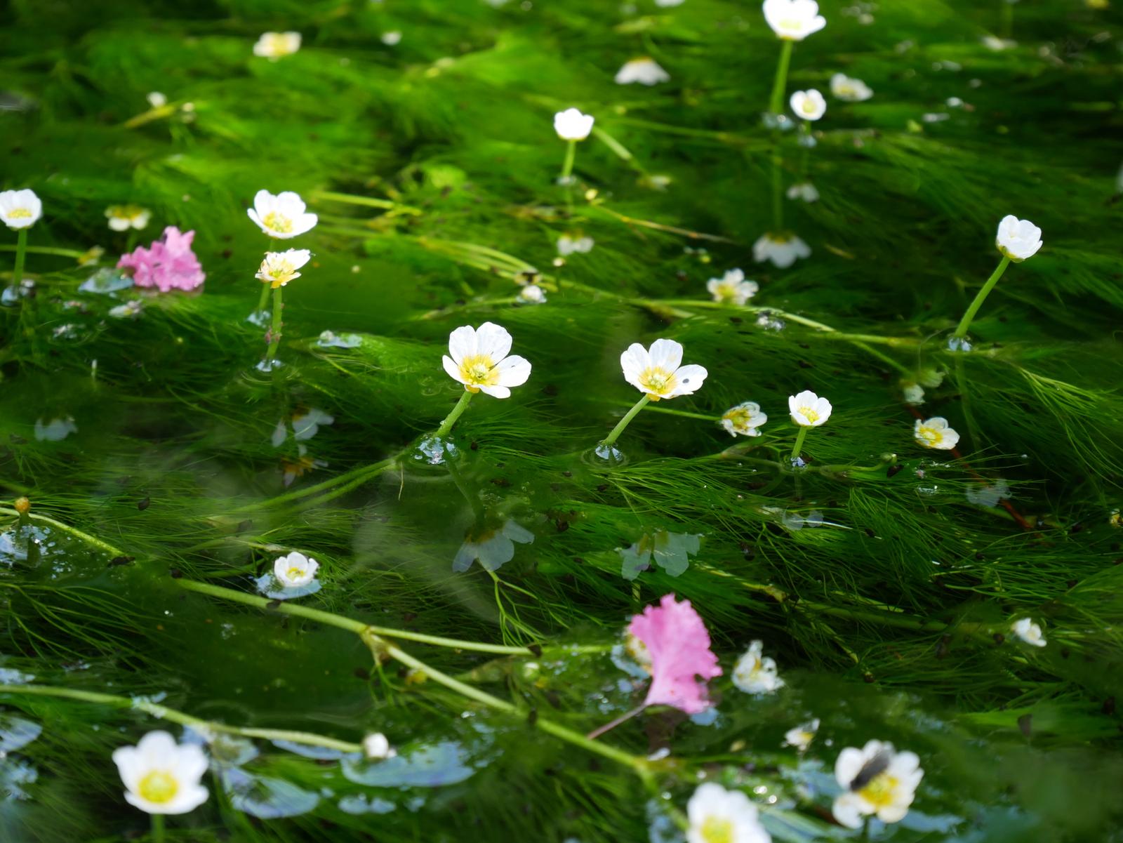 醒ヶ井 滋賀県 は心の故郷 清流に咲く梅花藻 Lagunayoshinoが投稿したフォトブック Sharee