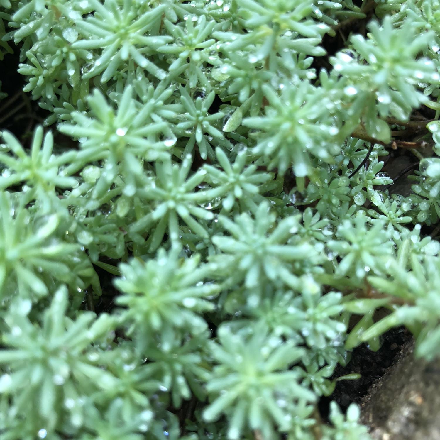 グランドカバーにオススメ セダム M Gardenが投稿したフォトブック Sharee