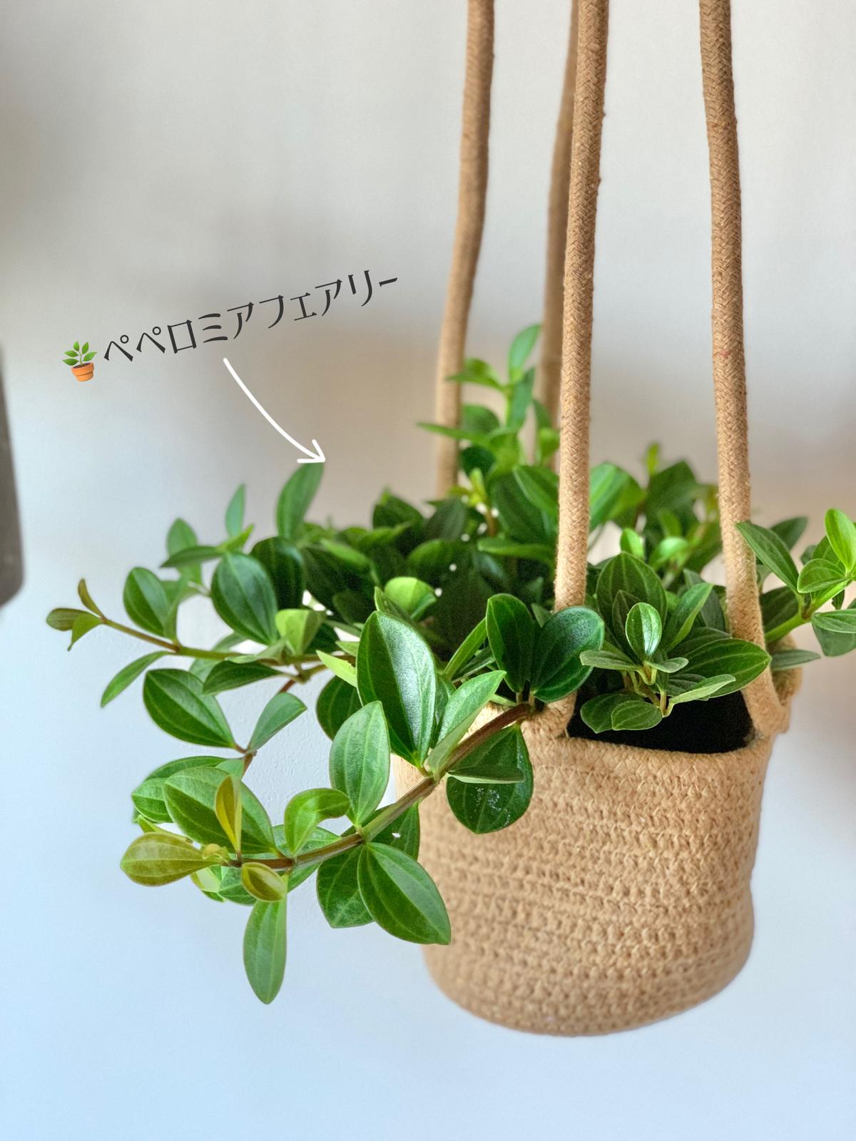 ハンギンググリーンはじめました Nezumiが投稿したフォトブック Lemon8