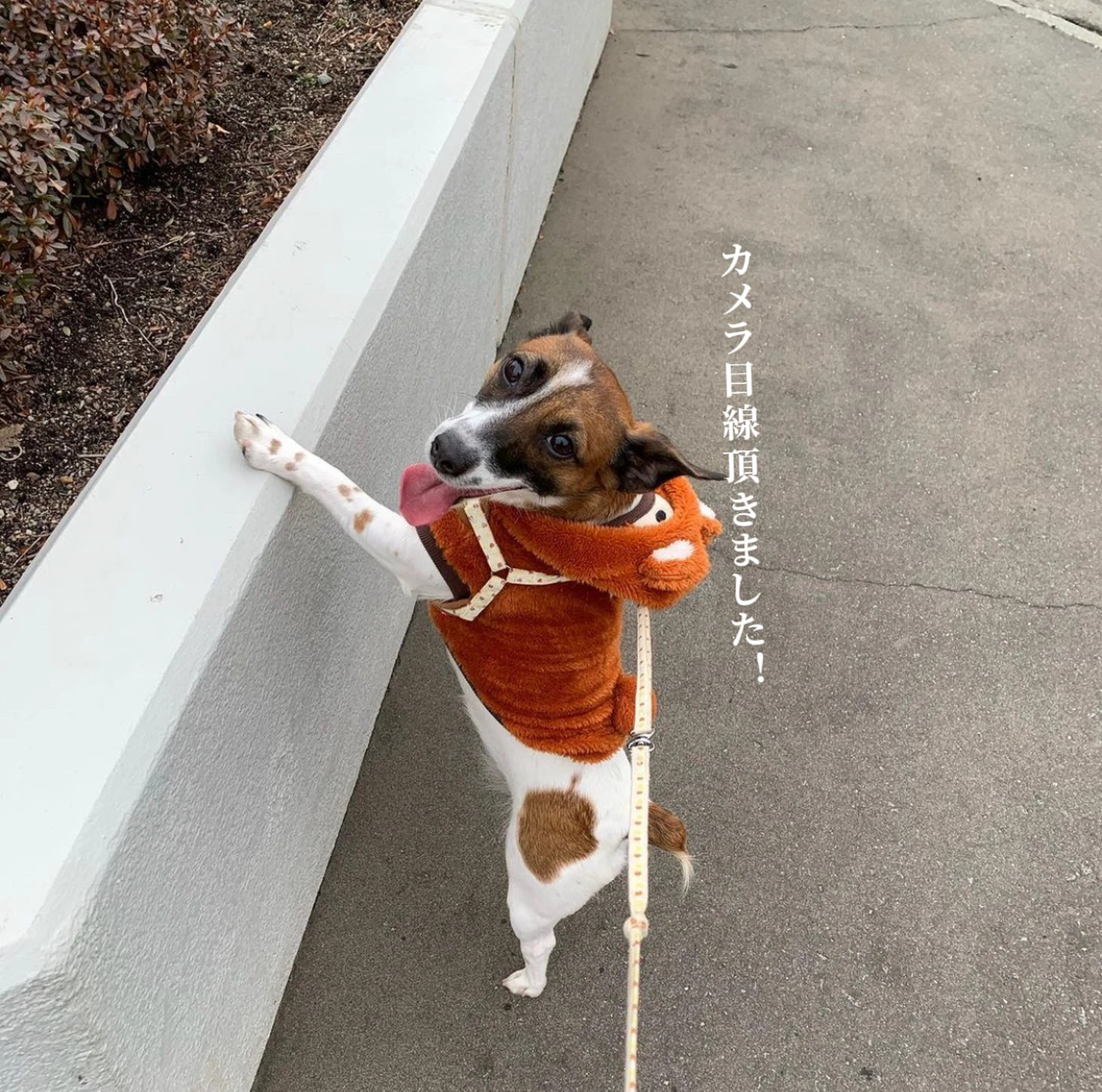 どうも ぴちぴちの服着た犬です Karin が投稿したフォトブック Lemon8 どうも ぴちぴちの服着た犬です Karin が投稿したフォトブック Lemon8