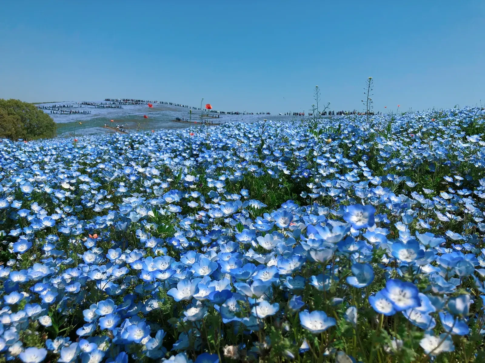 お花畑 Nakikoが投稿したフォトブック Lemon8