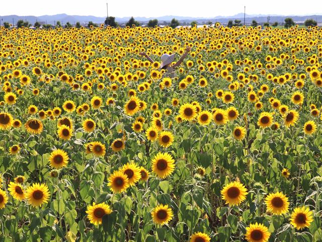 ひまわりの丘公園に関する最新投稿と人気の投稿 Lemon8