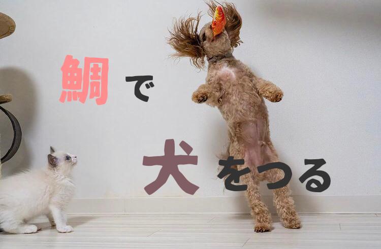 タイで犬を釣る Parfait Noelが投稿したフォトブック Lemon8