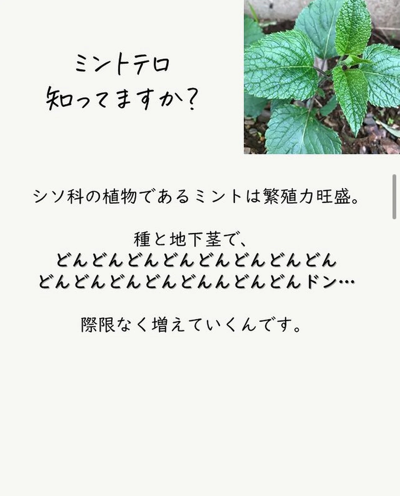 ミントテロ その後 Lemon8