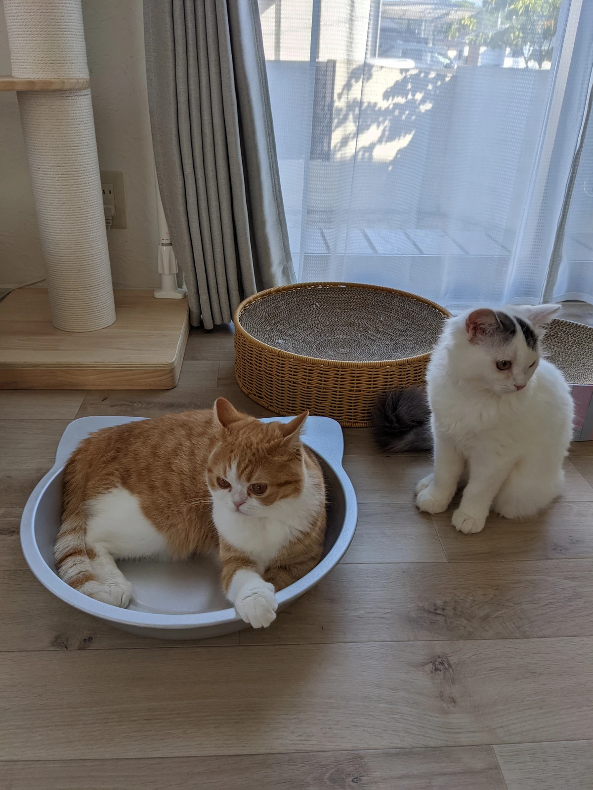 猫鍋 Lemon8 猫鍋 Lemon8