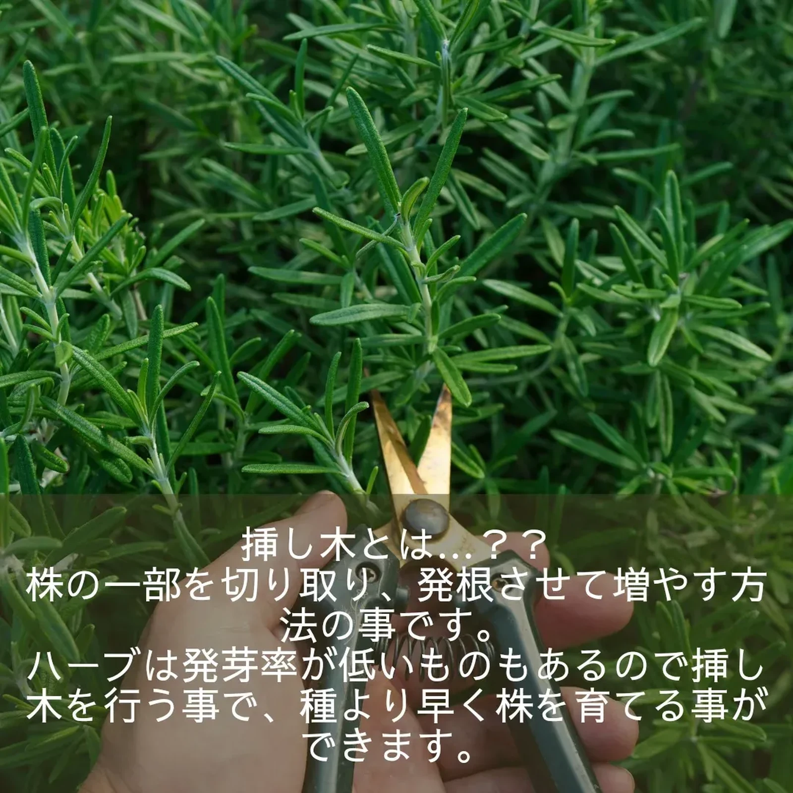 ミント 栽培 Lemon8