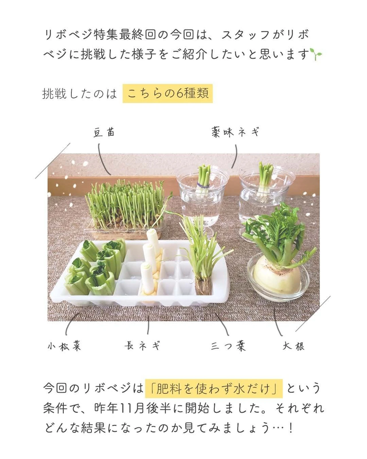 6種類の野菜でやってみた リボベジ65日分レポ Ethical Houseが投稿したフォトブック Lemon8 6種類の野菜でやってみた リボベジ65日分レポ Ethical Houseが投稿したフォトブック Lemon8