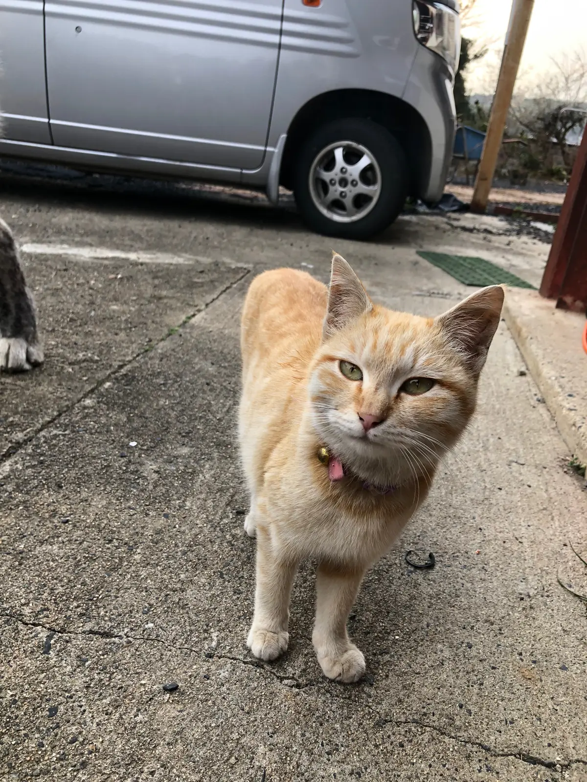 野良猫ジェニファー お母さんになりました 赤ちゃんが大きくな たけちゃん3306が投稿したフォトブック Lemon8