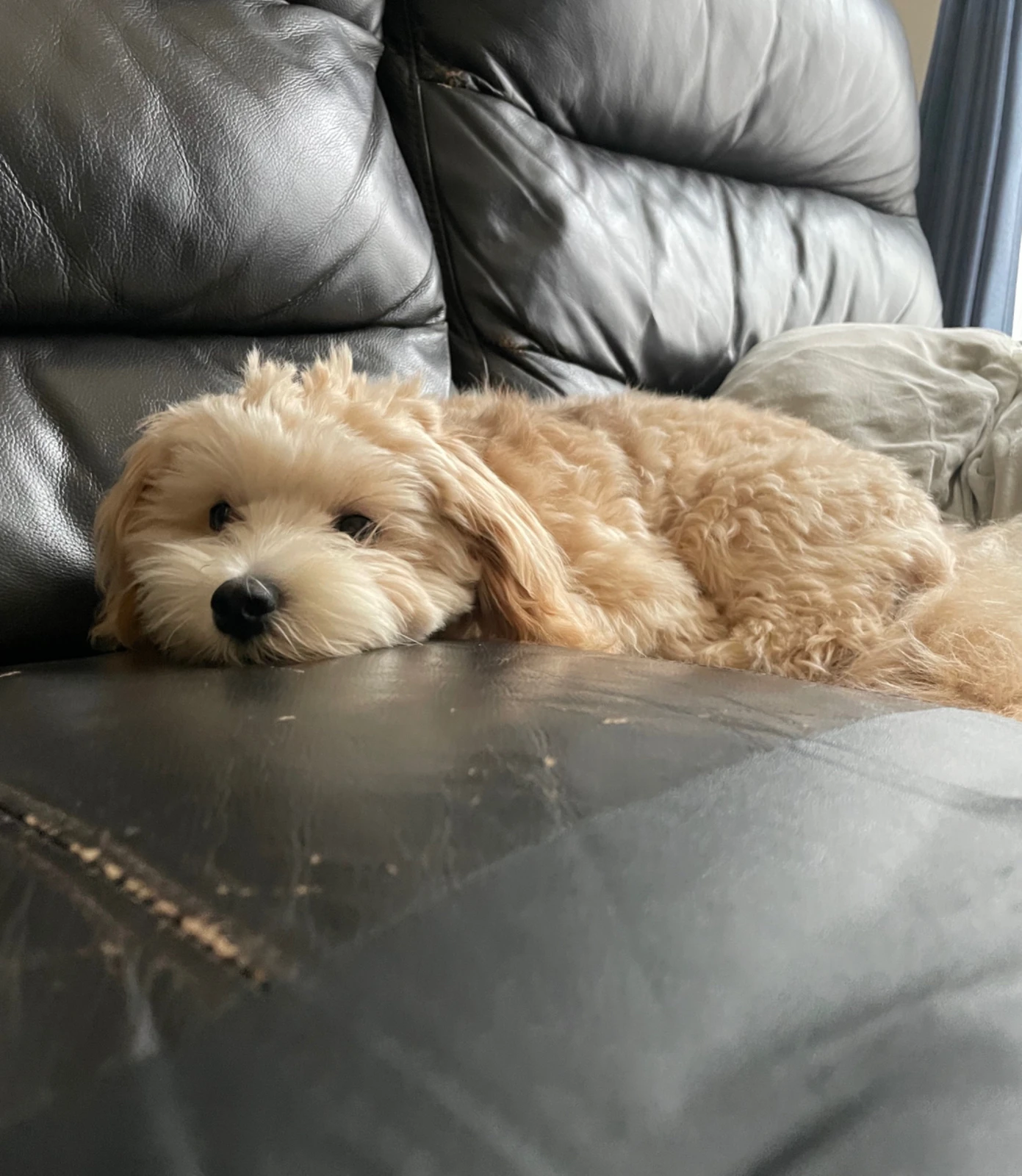 大福ですか 犬ですか チェルシー日記が投稿したフォトブック Lemon8 大福ですか 犬ですか チェルシー日記が投稿したフォトブック Lemon8